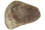 Fossil Fern (Pecopteris) Nodule Pos/Neg - Mazon Creek #184645-2